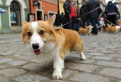 Trzaskowski o zwierzętach: spacery z psem należy ograniczyć do minimum