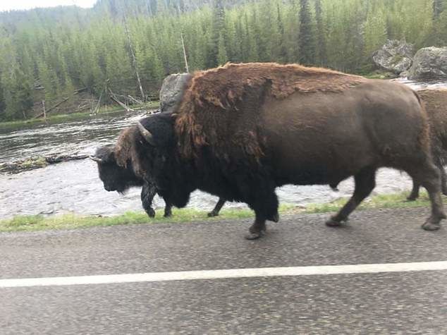 Na trasie wyścigu kolarze spotykają zwierzęta - w tym przypadku bizony. Fot. Archiwum prywatne Michała Więckiego