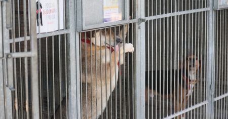 Kontrole w schroniskach w Świętokrzyskiem. Są wyniki