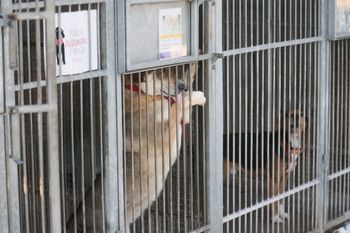 Kontrole w schroniskach w Świętokrzyskiem. Są wyniki