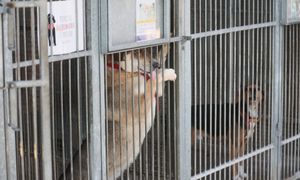 Kontrole w schroniskach w Świętokrzyskiem. Są wyniki