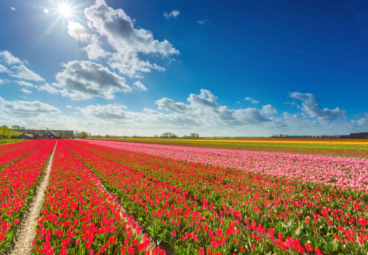 Holandia: Niespodzianka dla turystów. Firma kwiatowa przygotowała specjalne przesłanie