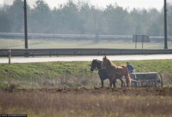Tragedia w Łódzkiem. Cztery konie wbiegły na lokalną drogę