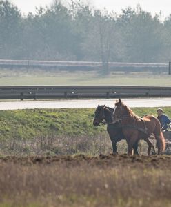 Tragedia w Łódzkiem. Cztery konie wbiegły na lokalną drogę