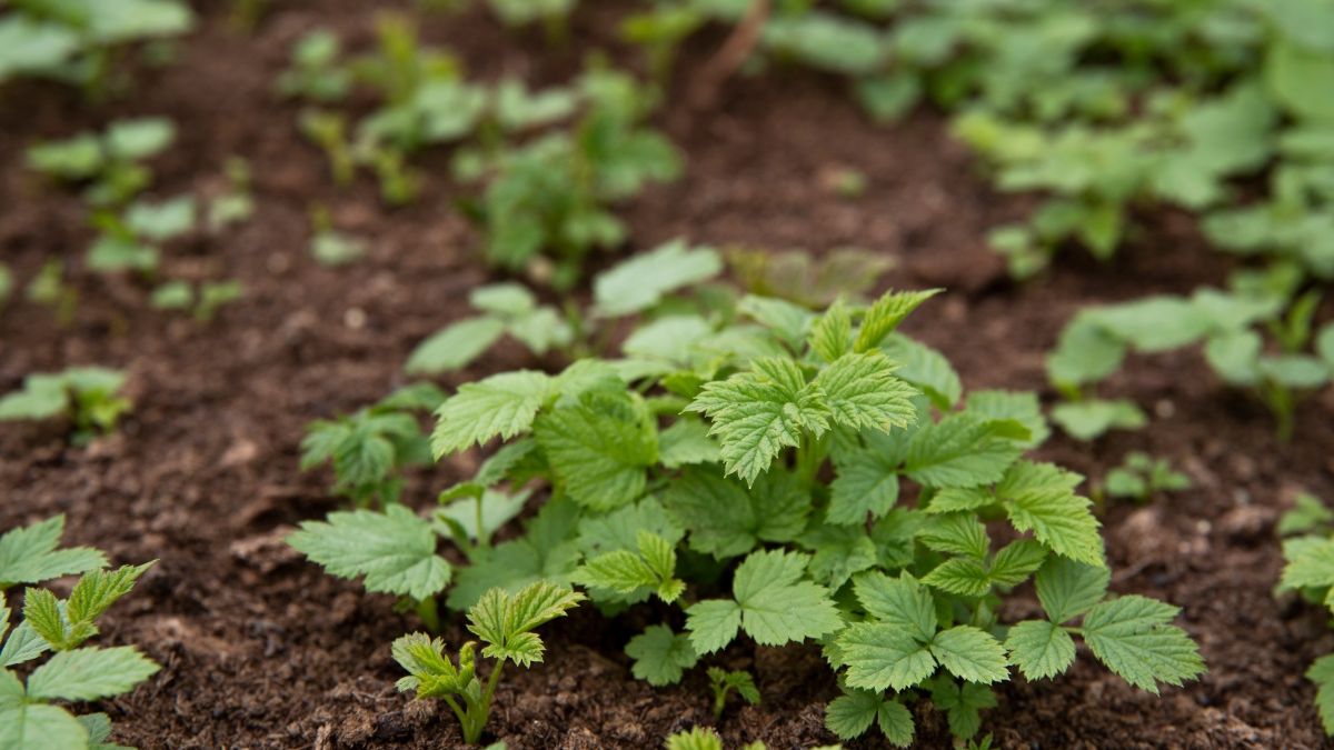 Jak zrobić herbatkę z liści malin?