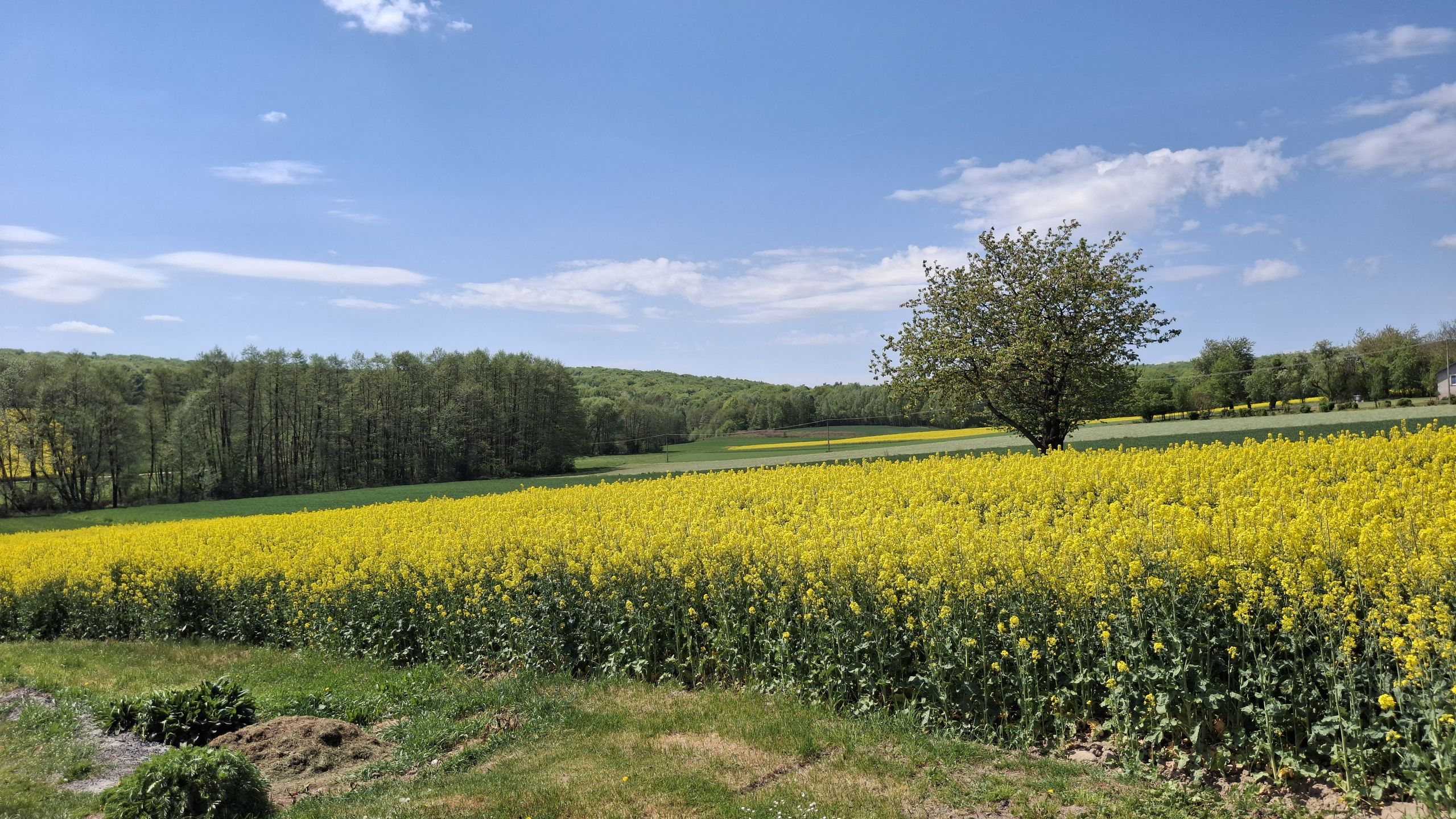 Bukowiany