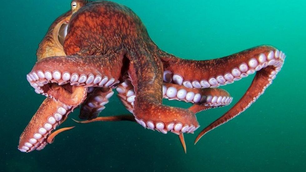 Odkryto tajemnicę ośmiornic. Dlaczego ich ramiona nie zawiązują się w supeł? 1