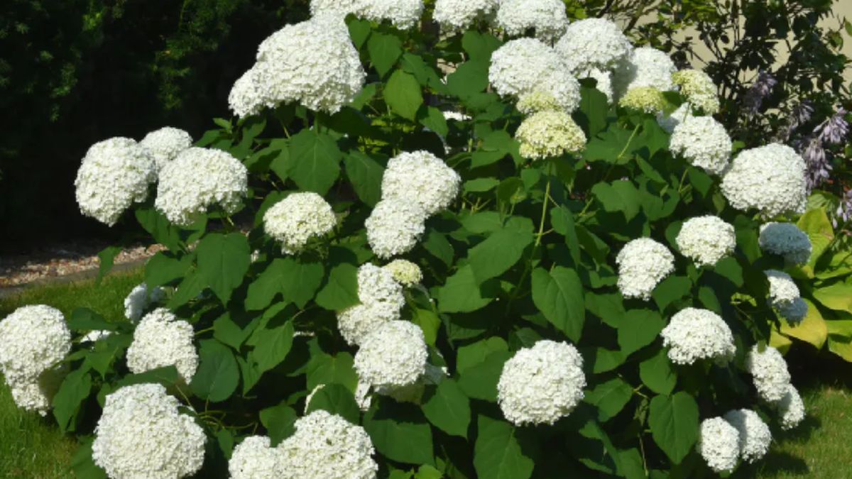 Uważaj na hortensje w upalną pogodę