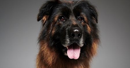 #AdoptujŚwiadomie: Ellis znalazła nowy dom!