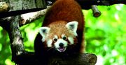 Nowe inwestycje, nowe gatunki, nowe życie. W toruńskim zoo czuć wiosnę