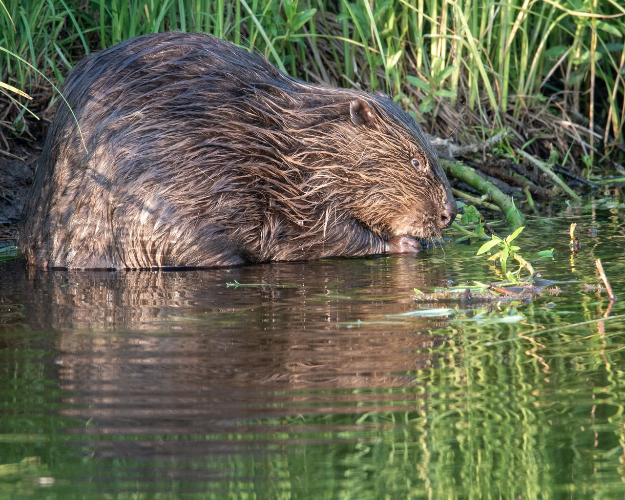 Beavers are causing a lot of damage to Croats.
