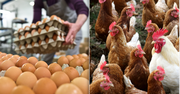 Więcej kur niosek, pierwszy raz od 2 lat. Branża reaguje na kryzys