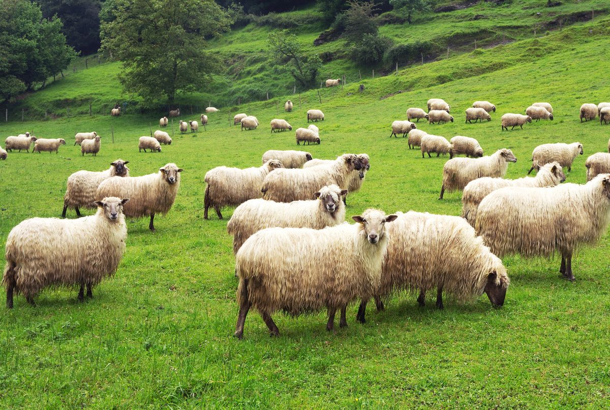 Rolnik ustawił owce w kształt wielkiego serca 
