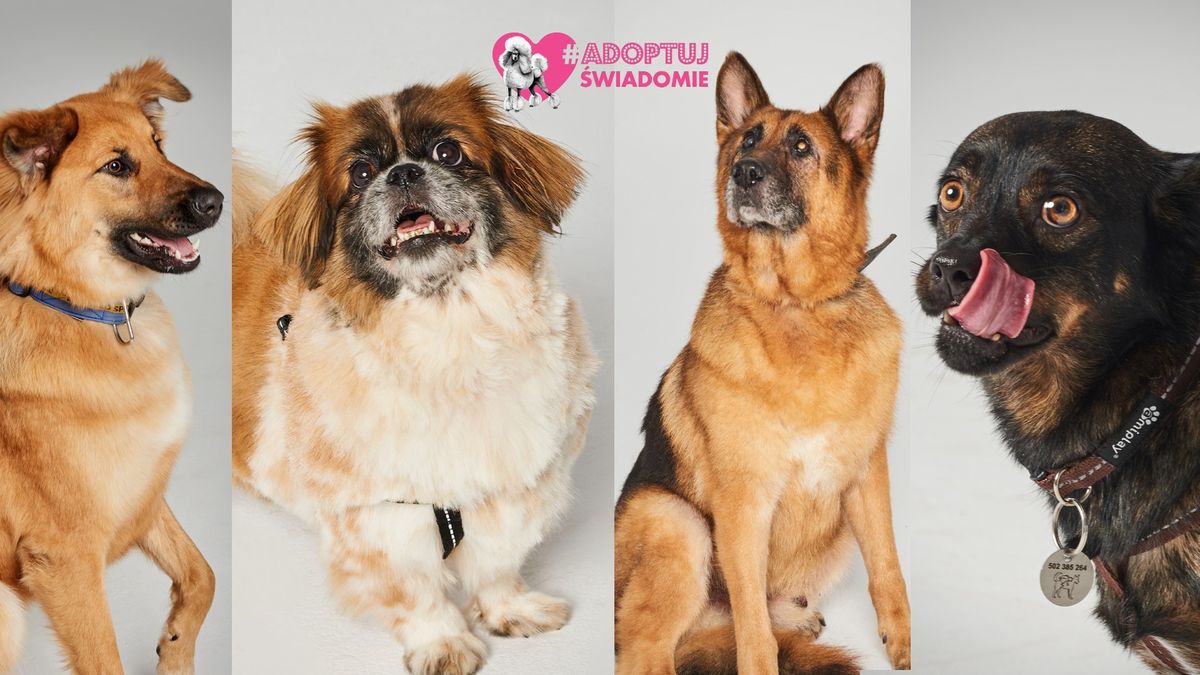 #AdoptujŚwiadomie