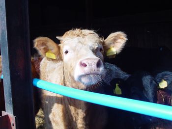 TSUE rozpatruje przełomową sprawę dotyczącą złamanej przez KE obietnicy zakończenia hodowli klatkowej