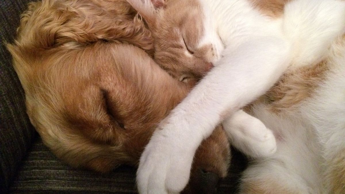 Program 500 plus na psa i kota istnieje naprawdę, a właściciele czworonogów mogą ubiegać się o środki 