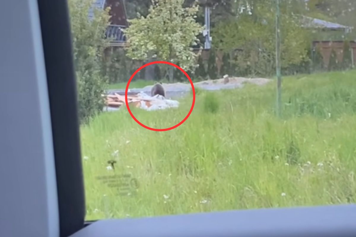 Mężczyzna nie zauważył niedźwiedzia. Interweniował kierowca.