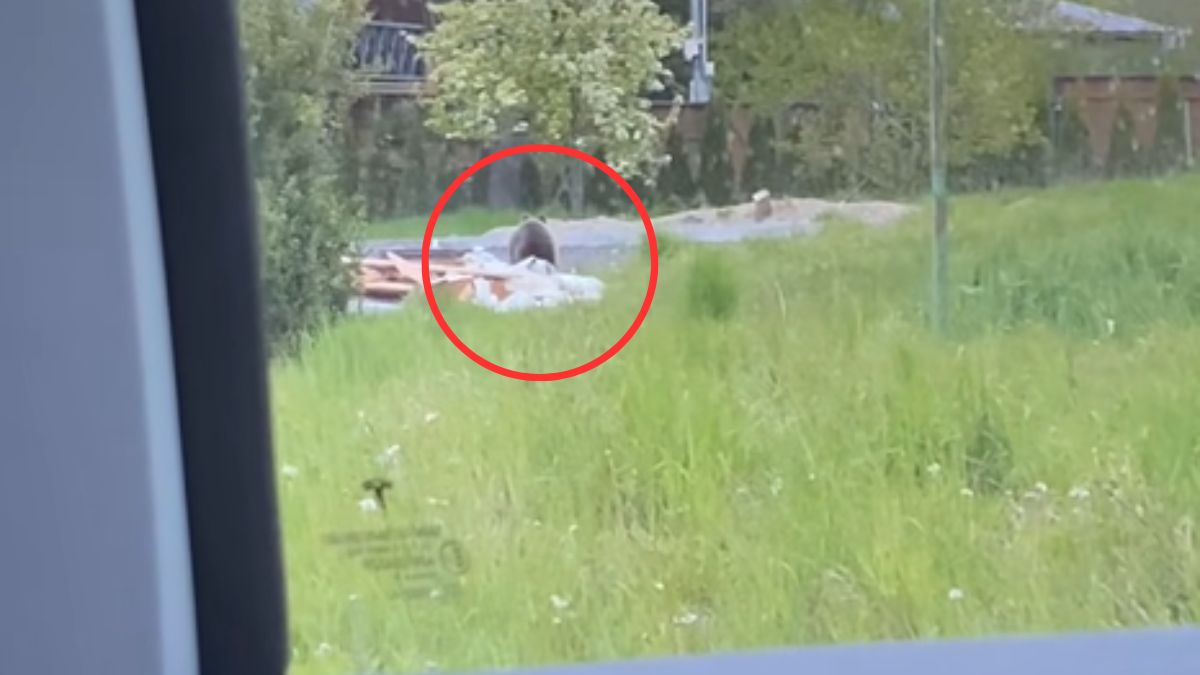 Mężczyzna nie zauważył niedźwiedzia. Interweniował kierowca.