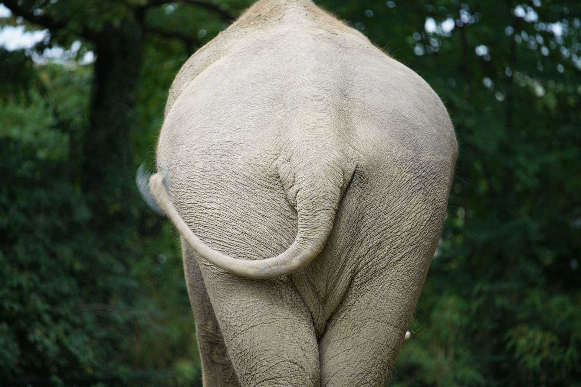 Sony FE 70–200 mm f/2.8 GM OSS - zdjęcia przykładowe z ZOO w Berlinie 9