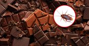 Nie chcesz wiedzieć. Tyle owadów może być w twojej czekoladzie