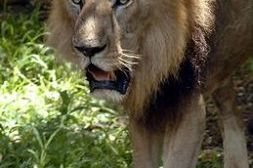 Lwy-ludojady grasują w Etiopii