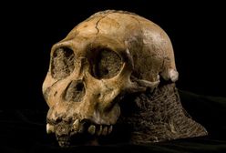 9-latek znalazł szczątki nieznanego wcześniej gatunku