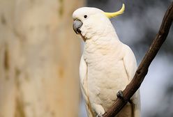 Przyznała się, że sprzedała dwójkę dzieci za papugę i 175$