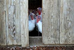 Prezydent ułaskawił indyka