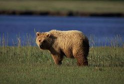 Niedźwiedź wywołał panikę w sklepie - wszedł po... piwo