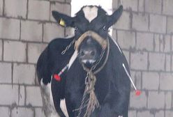 Szalona ucieczka krowy z podsuwalskiej rzeźni