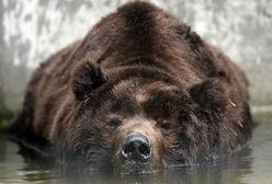 Niedźwiedź zabił turystę w Yellowstone