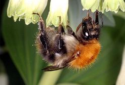 Seryjni mordercy kombinują jak trzmiele