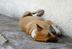 Najwierniejszy przyjaciel człowieka od 14 tysięcy lat