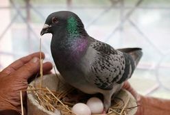 Wyścig gołębia pocztowego z internetem - gołąb wygrał