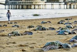 Olbrzymie żółwie na plaży