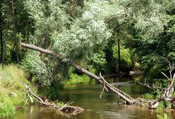 Znaleziono zwłoki zaginionego 2-latka