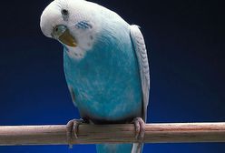 Trzymał ponad 460 ptaków w 50-metrowym mieszkaniu