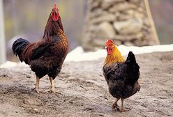 Dlaczego koguty stały się nielegalne?