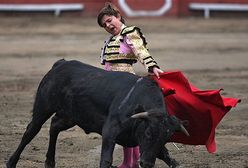 11-letni toreador zabił sześć byków