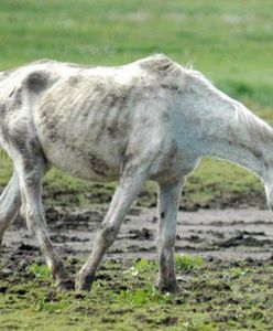 Wygłodzone, bez wody, w bagnie - zostawione na śmierć