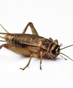 Gdyby ludzie mieli takie jądra jak Platycleis affinis...