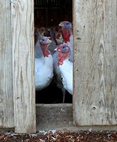 Prezydent ułaskawił indyka