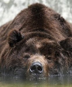 Niedźwiedź zabił turystę w Yellowstone