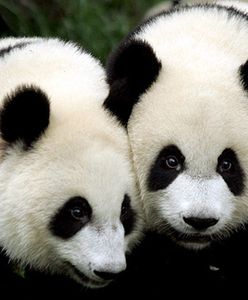 Igraszki młodych pand
