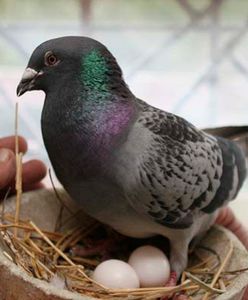 Wyścig gołębia pocztowego z internetem - gołąb wygrał