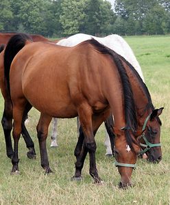 "Duma Polski" - Dni Konia Arabskiego