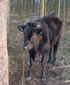 Ukradli byczka, a ten się srogo zemścił