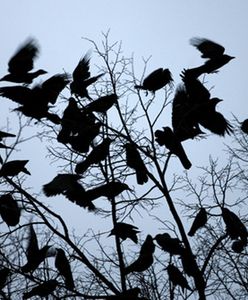 Władze Lublina wypowiedziały wojnę gawronom