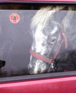 120-kilogramowy koń na tylnym siedzeniu Fiata Uno