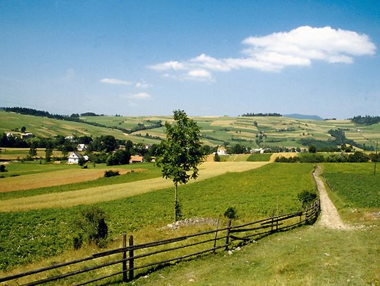 Obraz